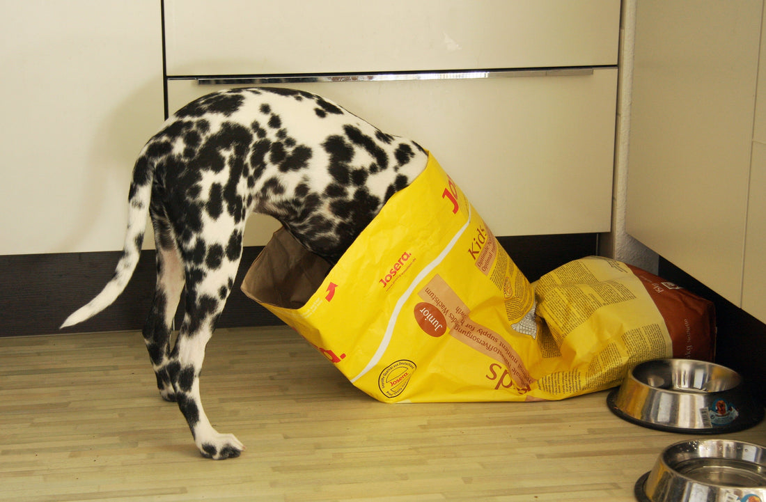 Dalmation with his head inside of his dog food bag stealing dog food