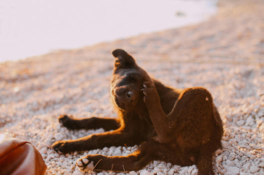 An itchy dog scratching his head